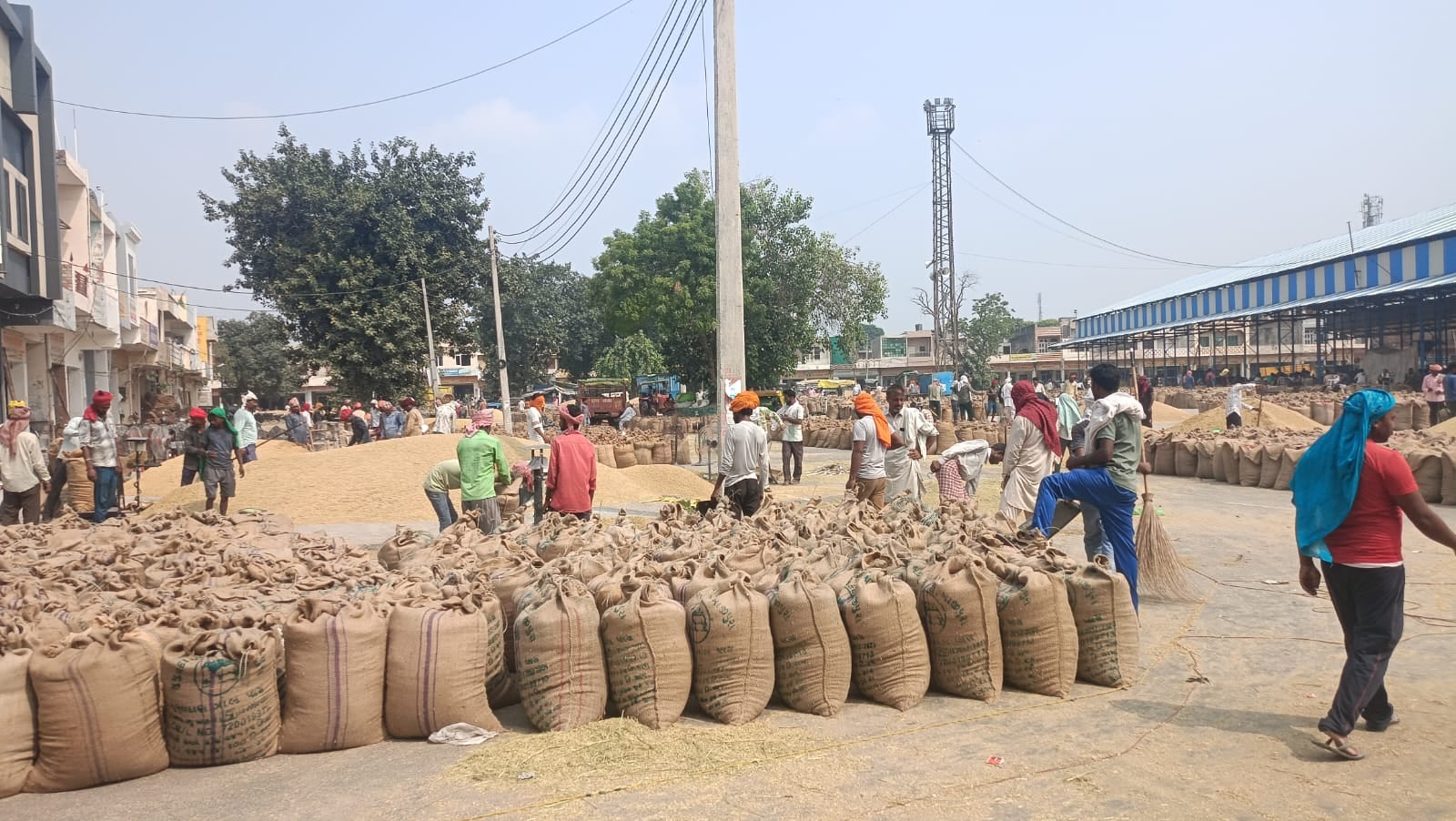 नई अनाज मंडी में खरीद के इंतजार के बीच धान को बोरियों में भरते मजदूर। संवाद नई अनाज मंडी में खरीद के इंतजार के बीच धान को बोरियों में भरते मजदूर। संवाद