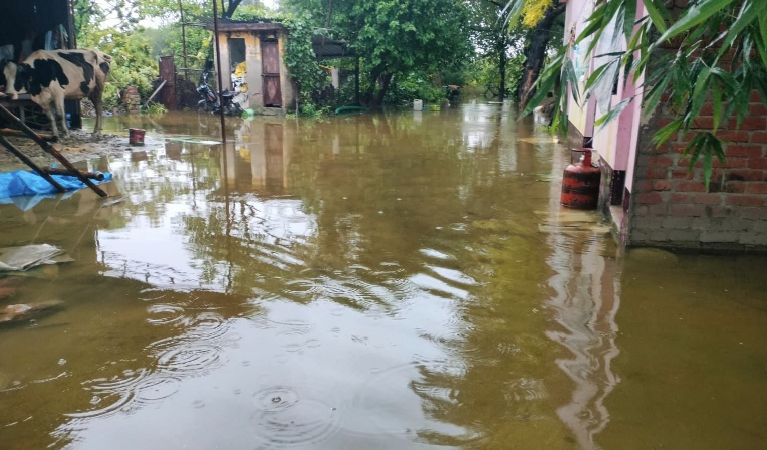 शिवलाल पुरवा में पीली पड़ी धान की फसल। संवाद शिवलाल पुरवा में पीली पड़ी धान की फसल। संवाद