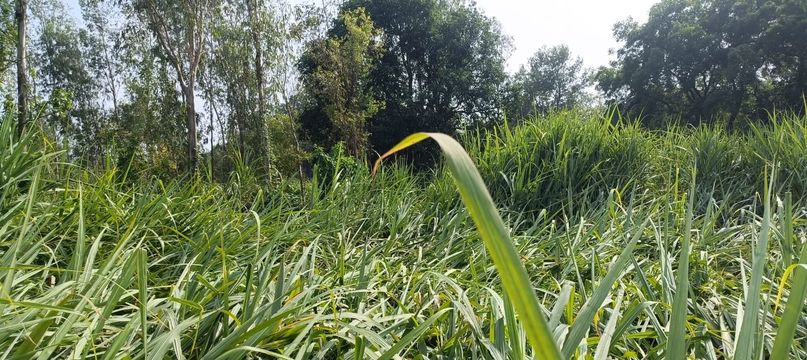 फोटो 19: बरसात के साथ हवा से गिरी धान की फसल। संवाद फोटो 19: बरसात के साथ हवा से गिरी धान की फसल। संवाद