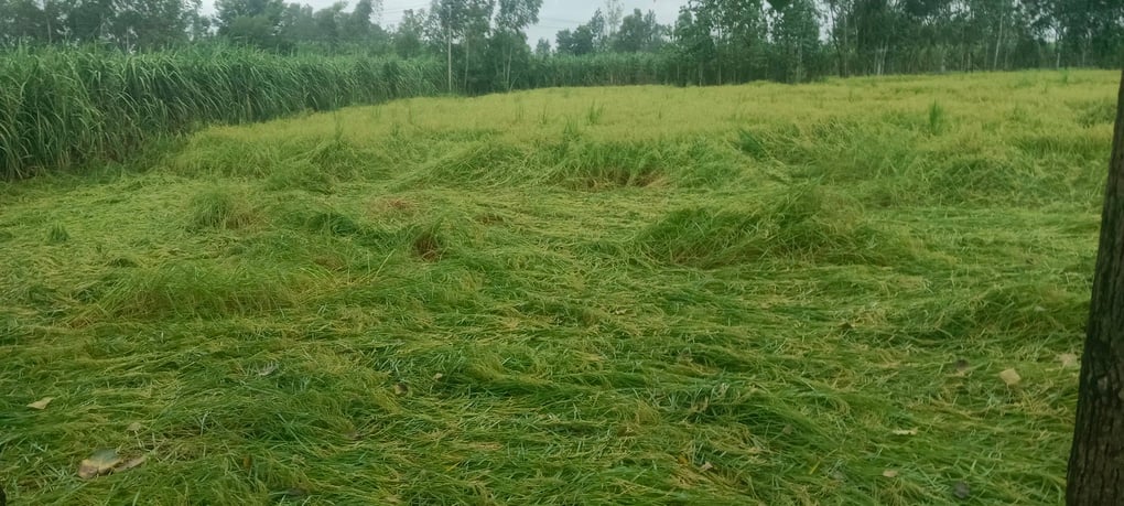 शामली में बारिश में छाता लगाकर जाती महिला।  संवाद