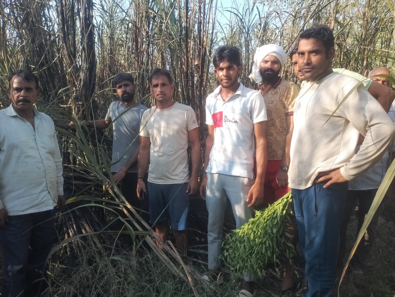बहसूमा। हाई टेंशन लाइन की चिंगारी गिरने से जली गन्ने की फसल की फोटो संवाद बहसूमा। हाई टेंशन लाइन की चिंगारी गिरने से जली गन्ने की फसल की फोटो संवाद