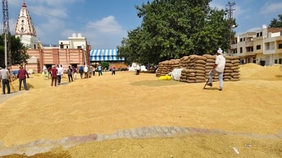 नई अनाजमंडी कैथल में धान की फसल सुखाता नफे सिंह। संवाद नई अनाजमंडी कैथल में धान की फसल सुखाता नफे सिंह। संवाद