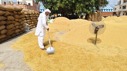 नई अनाजमंडी कैथल में धान की फसल सुखाता नफे सिंह। संवाद नई अनाजमंडी कैथल में धान की फसल सुखाता नफे सिंह। संवाद