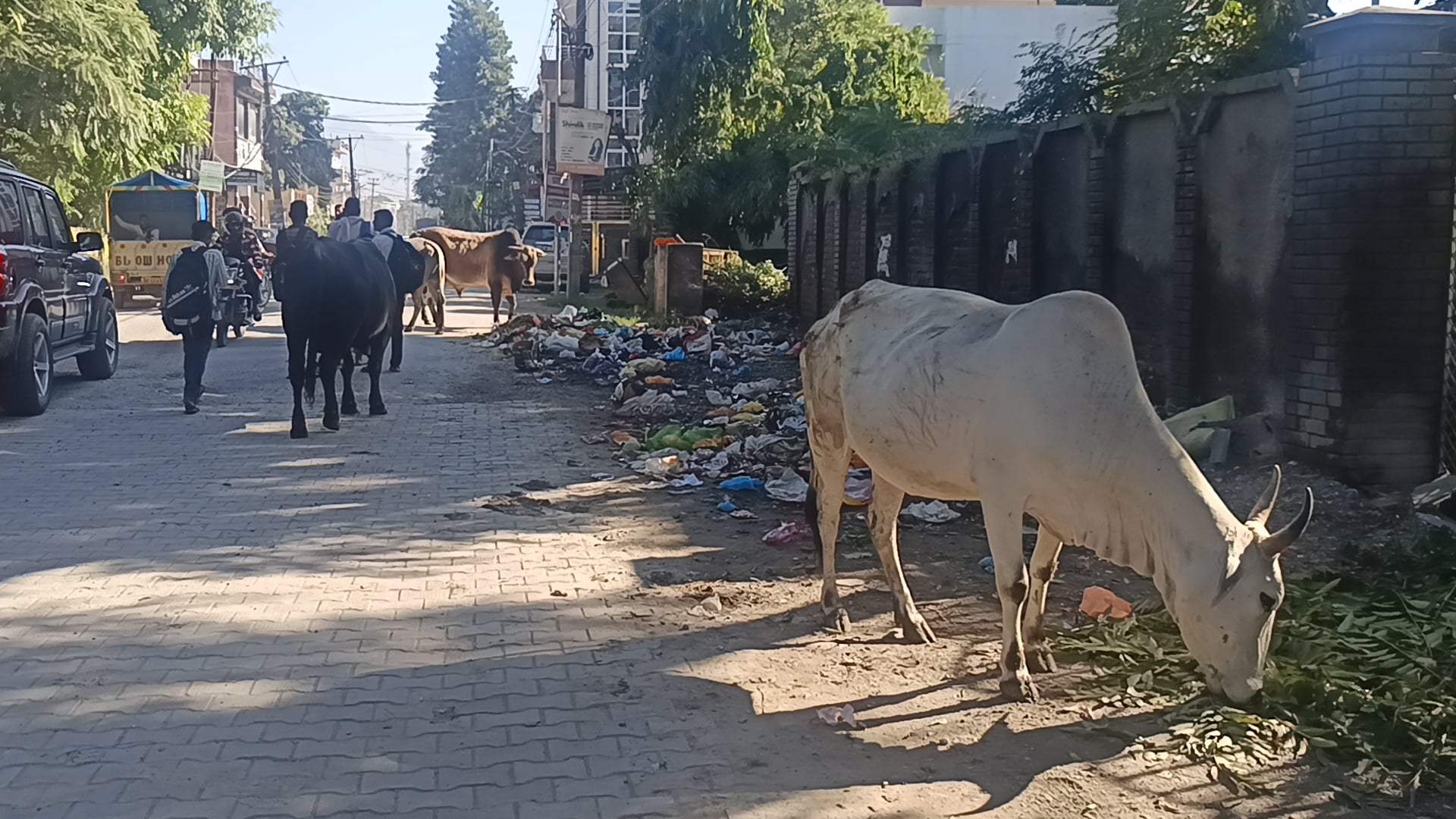पांवटा साहिब में लगातार सड़कों पर गो वंश को छोड़ने से परेशानी बढ़ती जा रही है। संवाद पांवटा साहिब में लगातार सड़कों पर गो वंश को छोड़ने से परेशानी बढ़ती जा रही है। संवाद