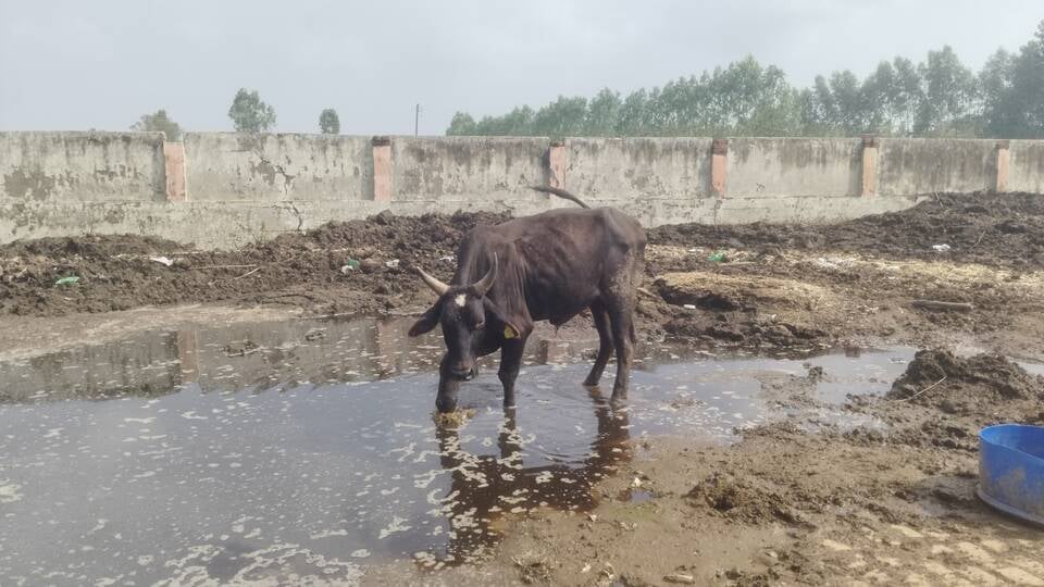 गोशाला में बीमार गोवंश का इलाज करते डॉक्टर। संवाद