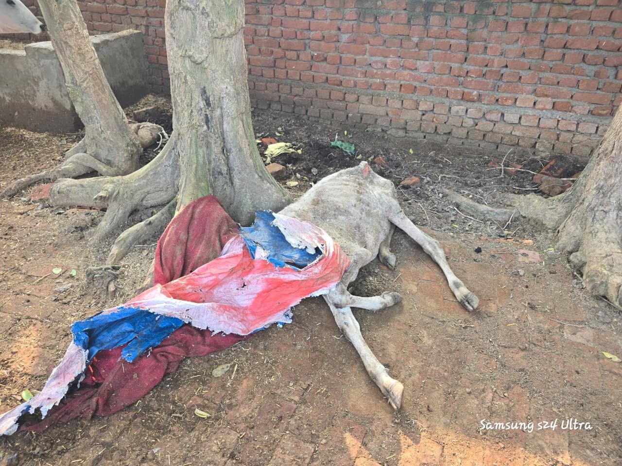 गोशाला में बीमार गोवंश का इलाज करते डॉक्टर। संवाद