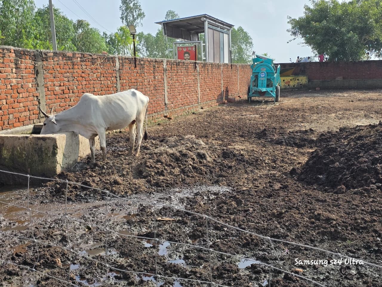 गोशाला में बीमार गोवंश का इलाज करते डॉक्टर। संवाद