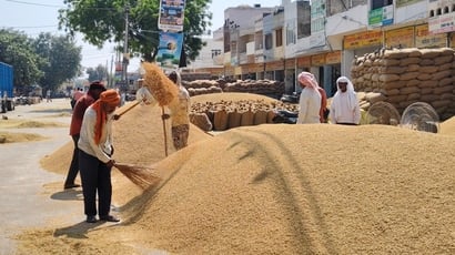 कैथल की नई अनाजमंडी में धान की सफाई करते श्रमिक। संवाद कैथल की नई अनाजमंडी में धान की सफाई करते श्रमिक। संवाद
