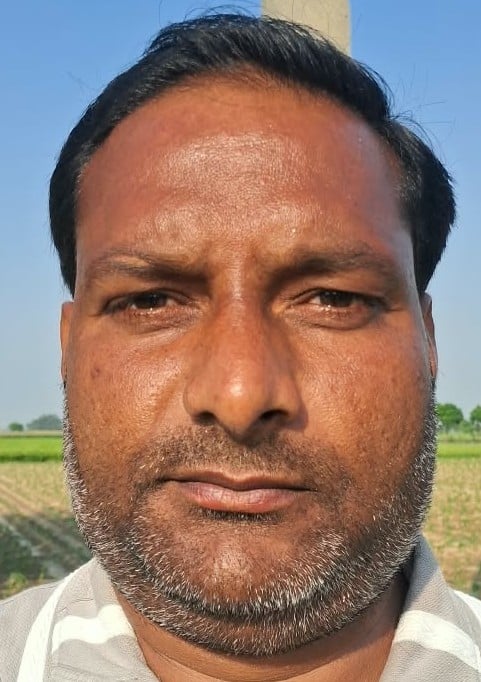 शिमला मिर्च की फसल। संवाद शिमला मिर्च की फसल। संवाद