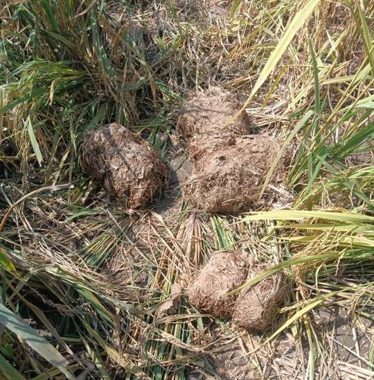 बातामंडी के घुतनपुर में जंगली हाथी द्वारा धान फसल को नुक़सान पहुंचाया गया, जायजा लेने पहुंची वन बातामंडी के घुतनपुर में जंगली हाथी द्वारा धान फसल को नुक़सान पहुंचाया गया, जायजा लेने पहुंची वन