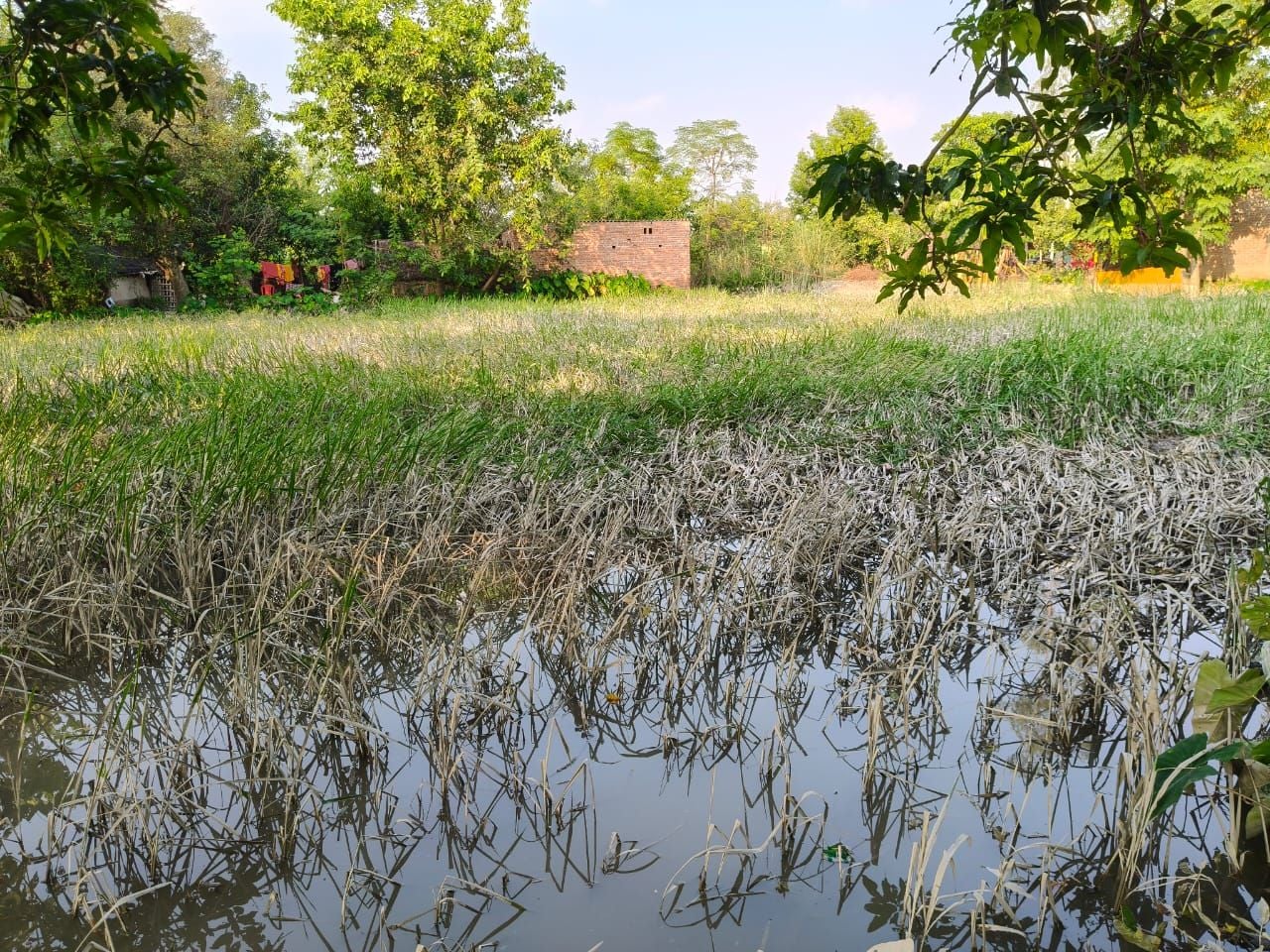 ऐली परसौली में सड़ रही धान की फसल व साकीपुर में भरा पानी। - संवाद ऐली परसौली में सड़ रही धान की फसल व साकीपुर में भरा पानी। - संवाद