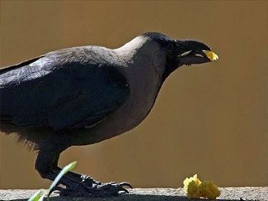 अनीता मिश्रा। संवाद। अनीता मिश्रा। संवाद।