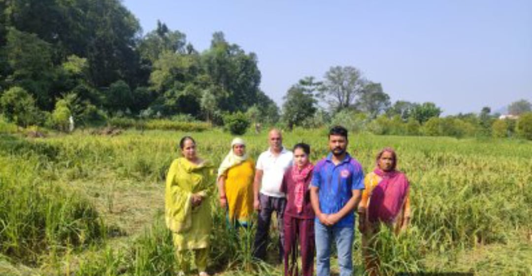बेहड़े वाला में हाथियों द्वारा नष्ट की गई धान की फसल। संवाद 