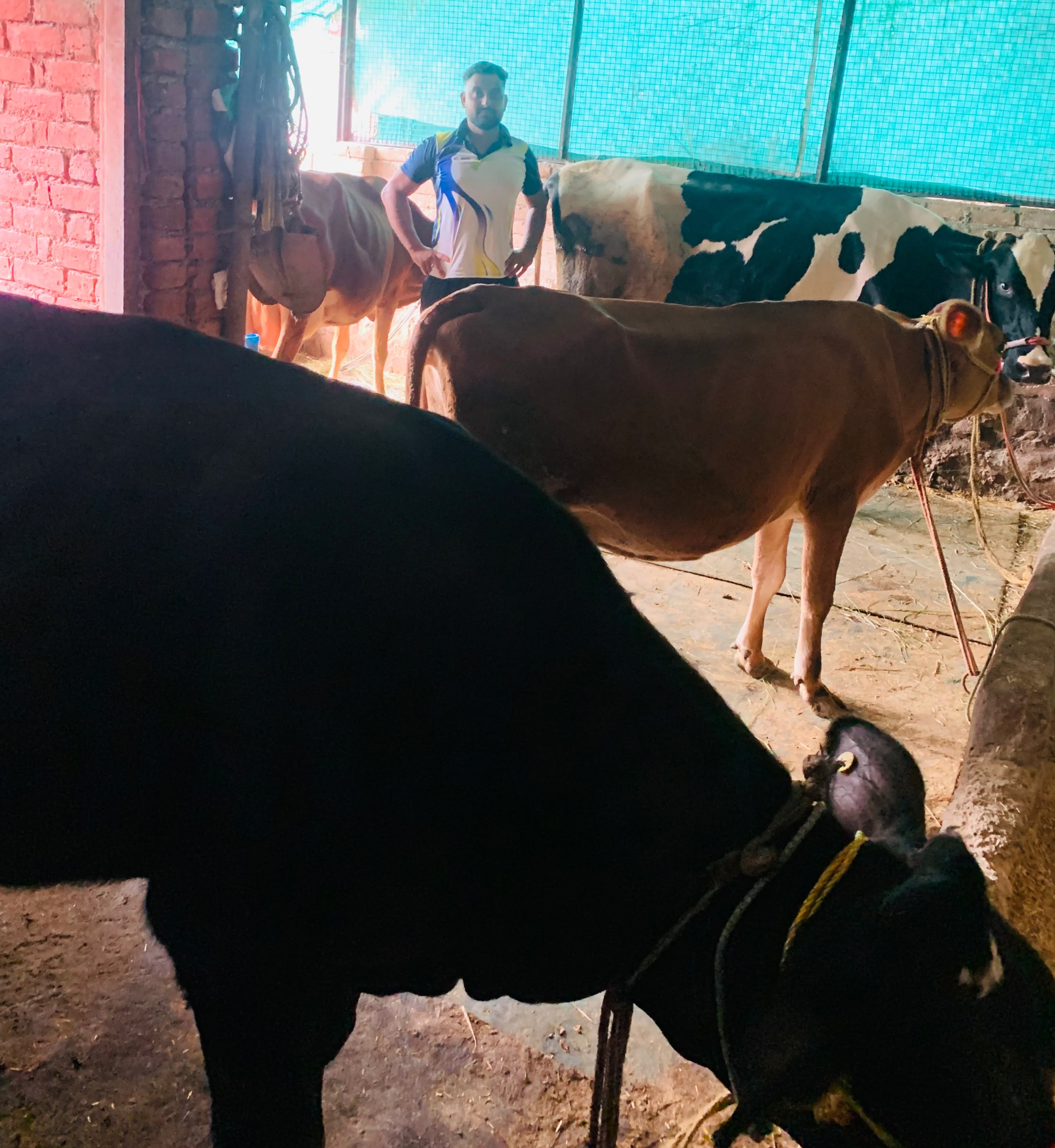 अमित ठाकुर, सफल डेयरी उद्यमी (चचियां नगरी) अमित ठाकुर, सफल डेयरी उद्यमी (चचियां नगरी)