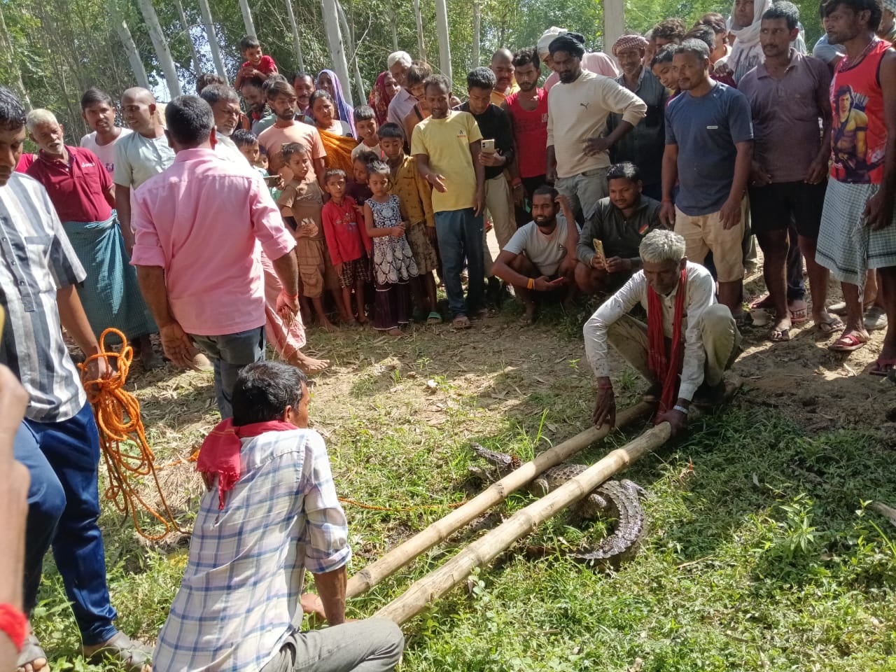 घोरावल वन क्षेत्र के पड़वनिया गांव में रेस्क्यू किया गया मगरमच्छ। स्रोत वन विभाग