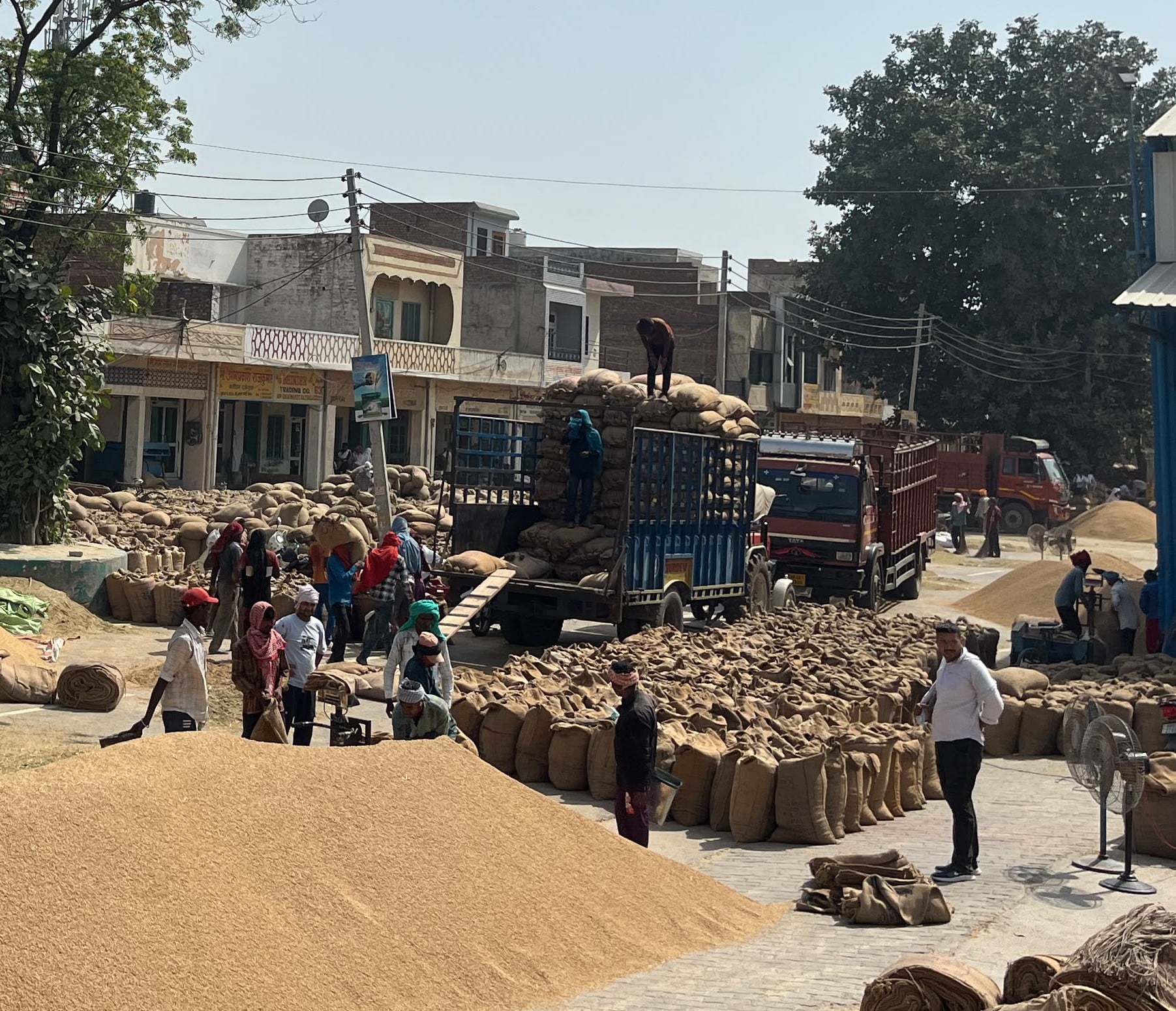 नई अनाज मंडी कैथल में उठान नहीं होने से लगा कट्टों का अंबार। संवाद नई अनाज मंडी कैथल में उठान नहीं होने से लगा कट्टों का अंबार। संवाद
