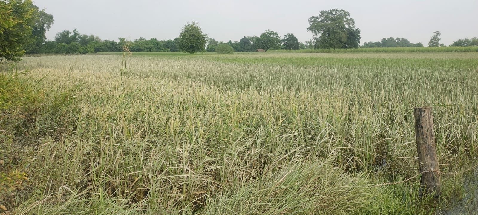 दत्तनगर के चहलवा में पहले से जलमग्न फसल के बारिश से और खराब होने का बढ़ा अंदेशा। संवाद