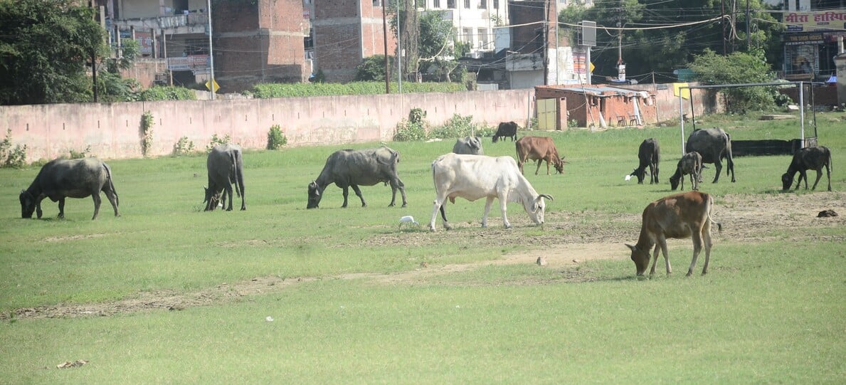 अदनान अहमद। अदनान अहमद।
