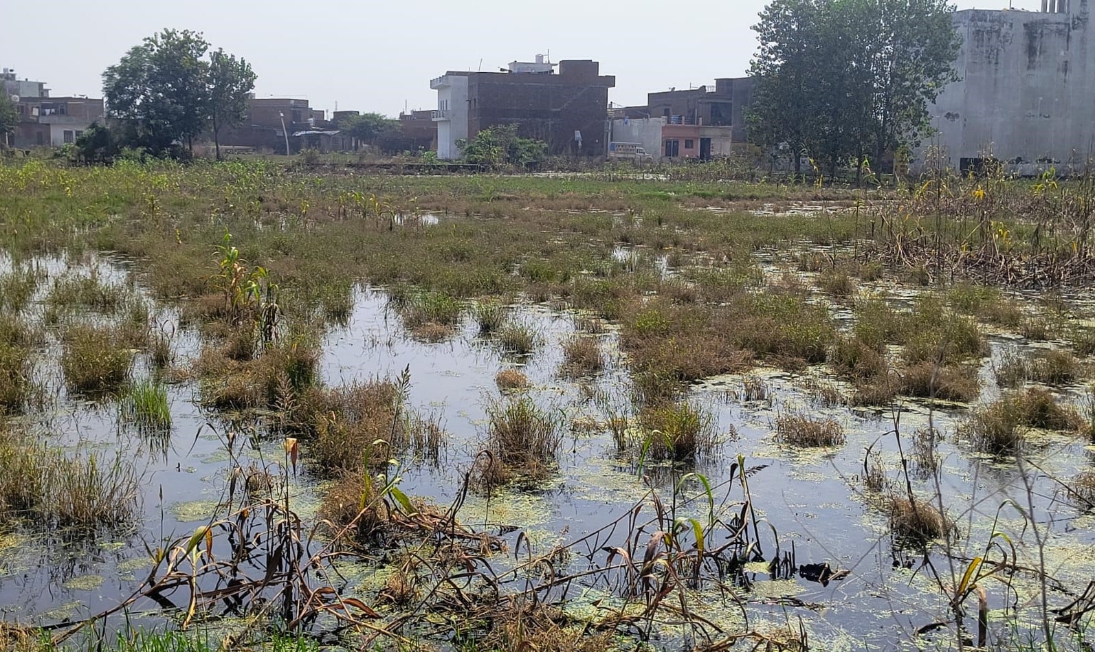 लोधीपुर में एकत्र गंदे पानी और कूड़े के पास खड़े बच्चे। संवाद लोधीपुर में एकत्र गंदे पानी और कूड़े के पास खड़े बच्चे। संवाद