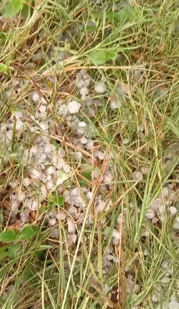 मंगरौरा क्षेत्र में हुई जोरदार बारिश। संवाद