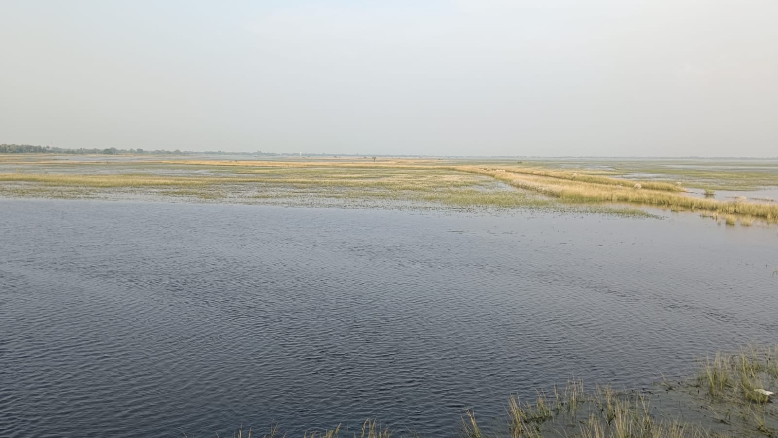 मसौनी गांव के सिवान में फैला मंगई का पानी। संवाद मसौनी गांव के सिवान में फैला मंगई का पानी। संवाद