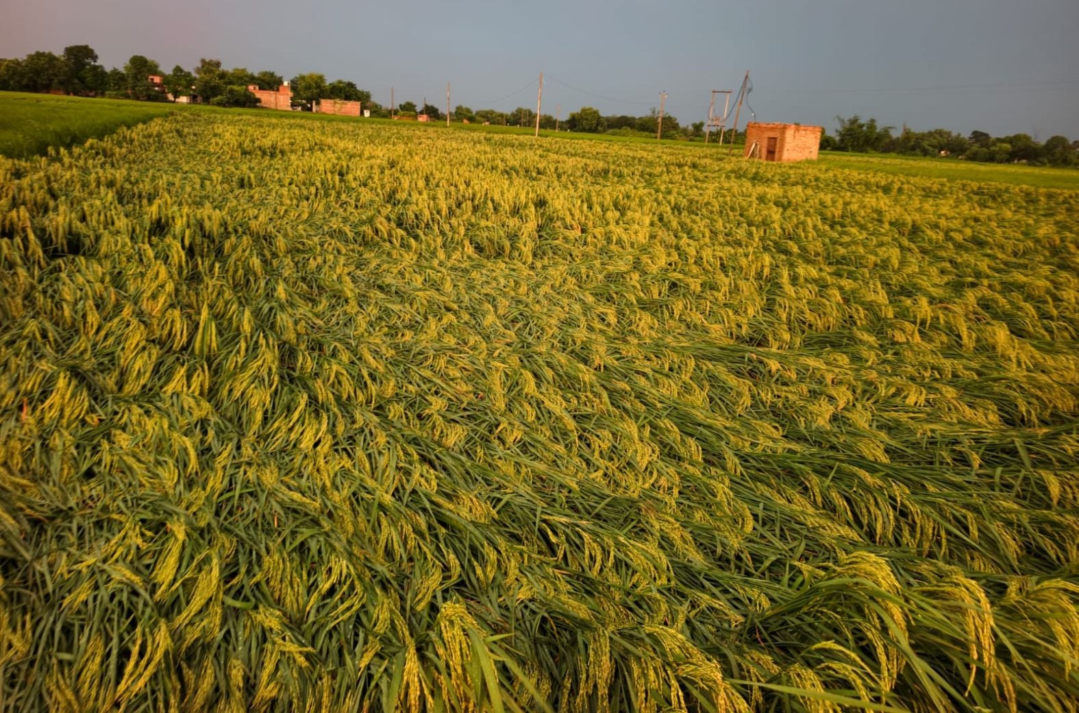 सोमवार की शाम हुई बारिश के साथ ओले भी गिरे सोमवार की शाम हुई बारिश के साथ ओले भी गिरे