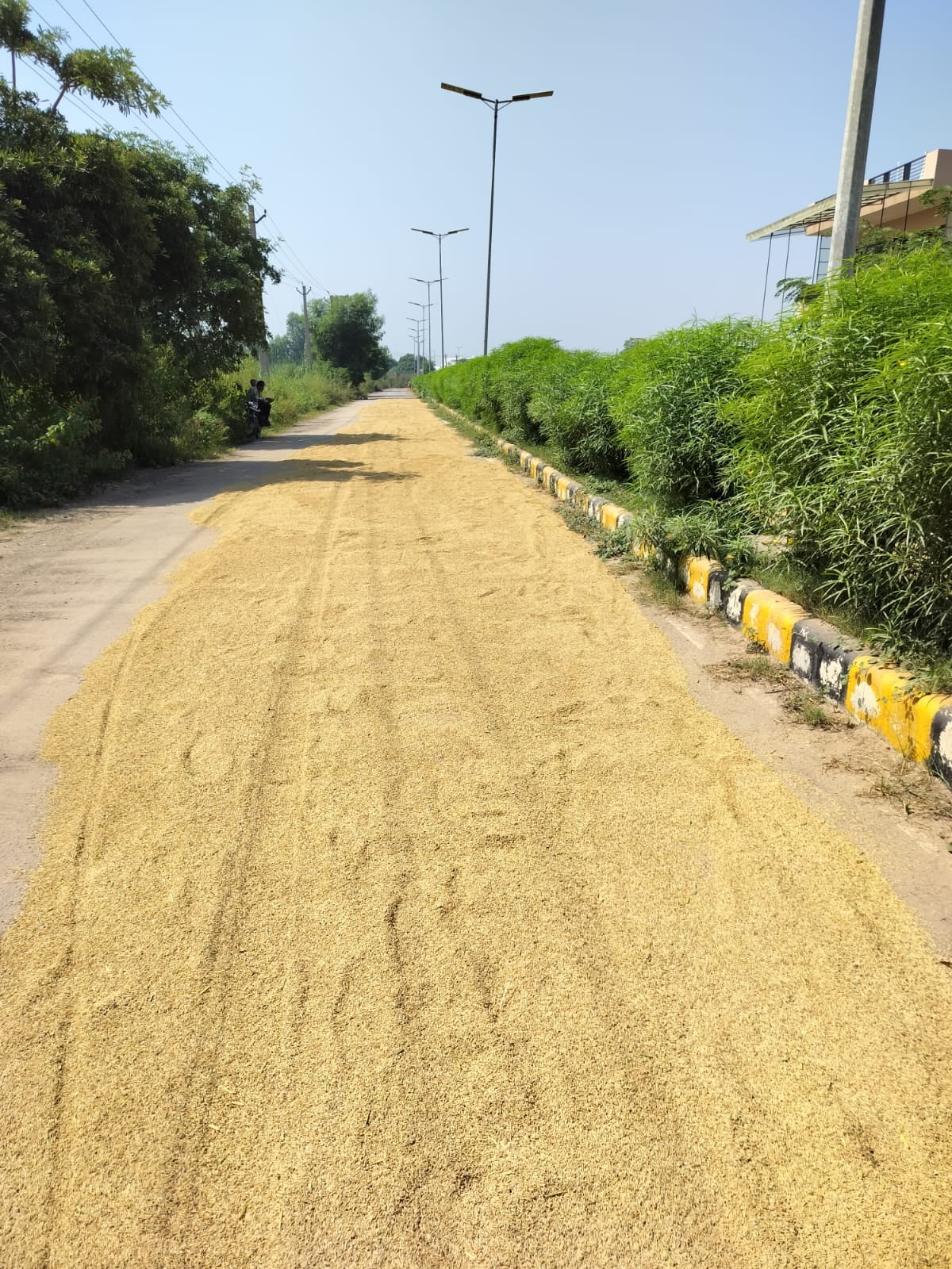 अंबाला कैंट में सेक्टर 34 की मुख्य सड़क पर सुखाने के लिए डाली गई धान। संवाद