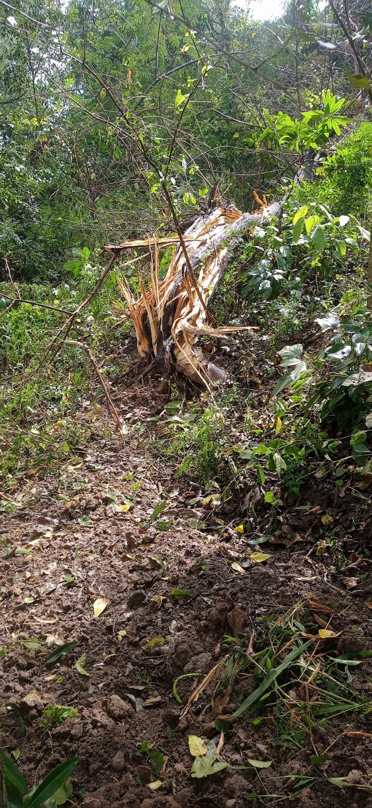ग्राम पंचायत सुन्हाणी के लेहड़ गांव में आसमानी बिजली गिरने से जली वायरिंग। संवाद ग्राम पंचायत सुन्हाणी के लेहड़ गांव में आसमानी बिजली गिरने से जली वायरिंग। संवाद