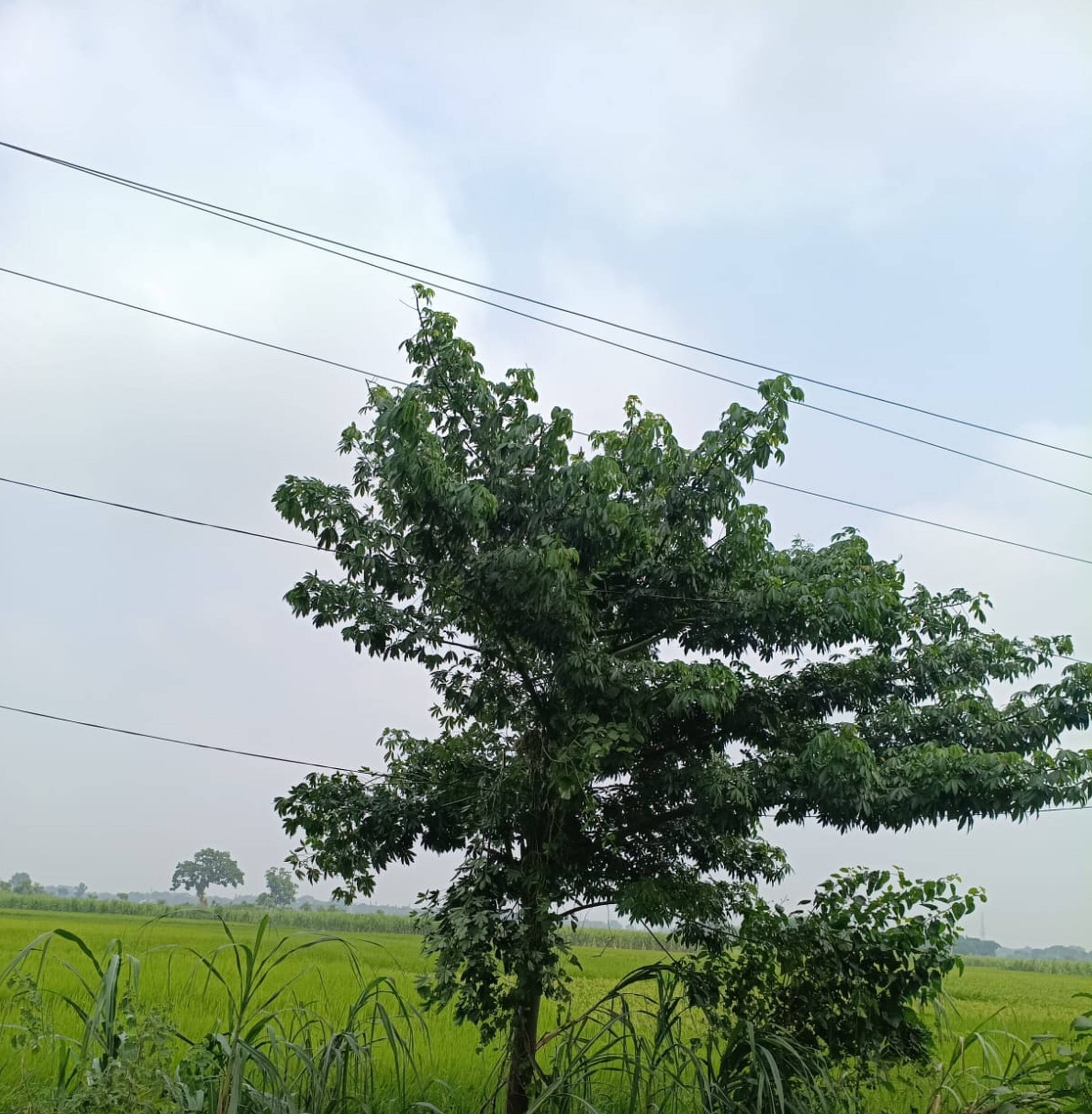 कूरेभार में फॉल्ट ठीक करते बिजलीकर्मी। स्रोत- विभाग
