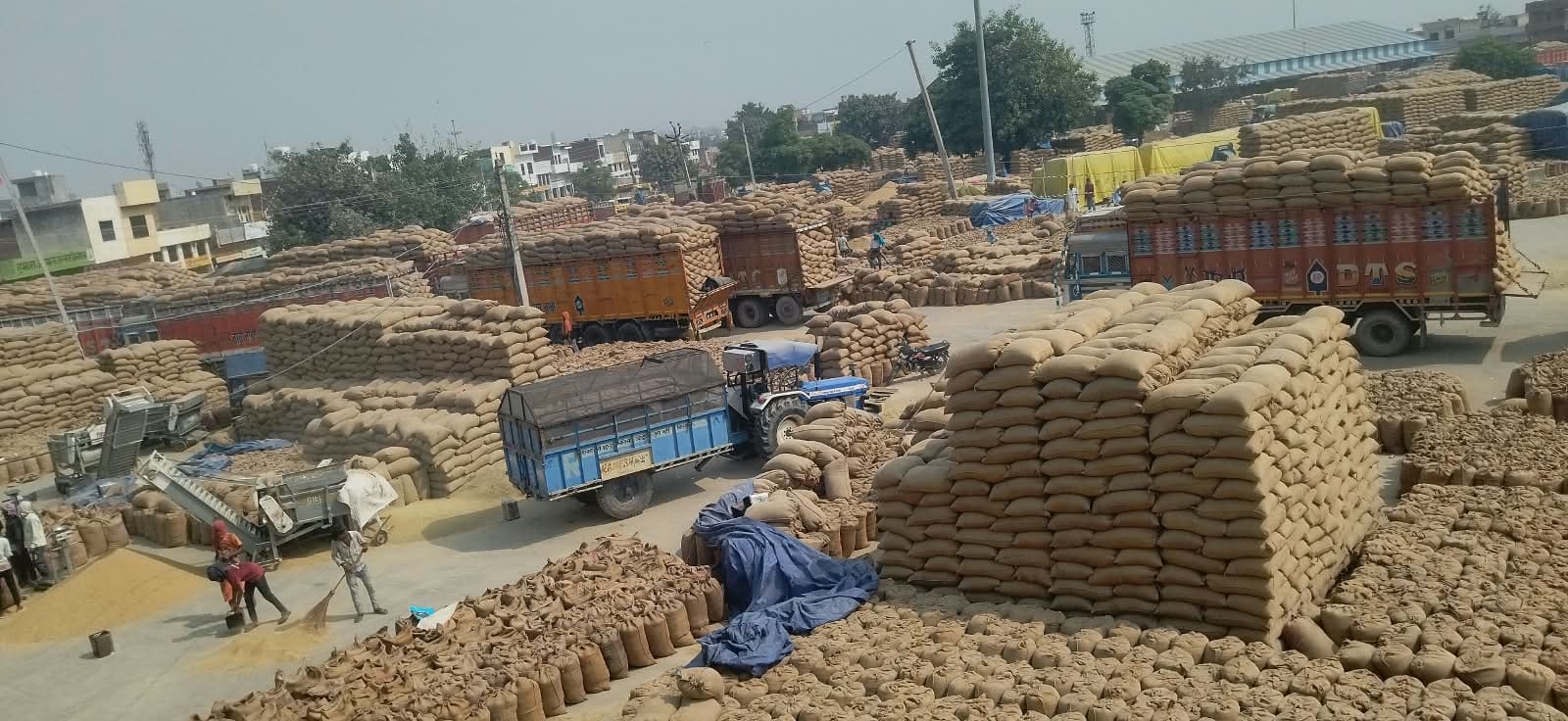 कुरुक्षेत्र। थानेसर अनाजमंडी में गेट पास के लिए लगी ट्रैक्टर-ट्रालियों की लाइन। संवाद 