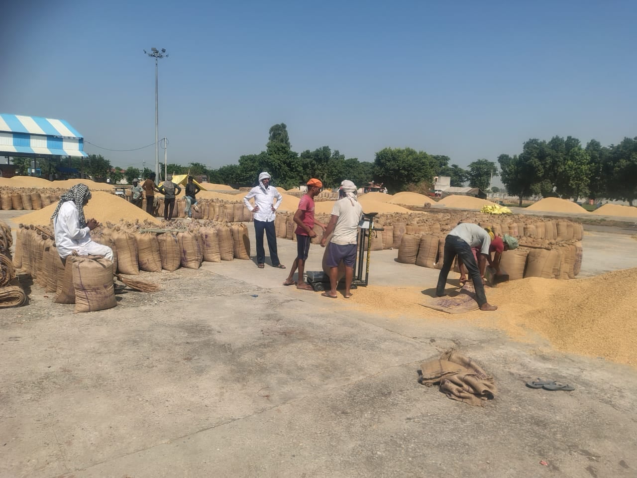 सीवन अनाज मंडी में धान की तुलाई करते कर्मचारी। संवाद सीवन अनाज मंडी में धान की तुलाई करते कर्मचारी। संवाद