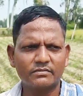 बारिश के बाद खराब हुई शिमला मिर्च को खेत में जोतते किसान। संवाद बारिश के बाद खराब हुई शिमला मिर्च को खेत में जोतते किसान। संवाद