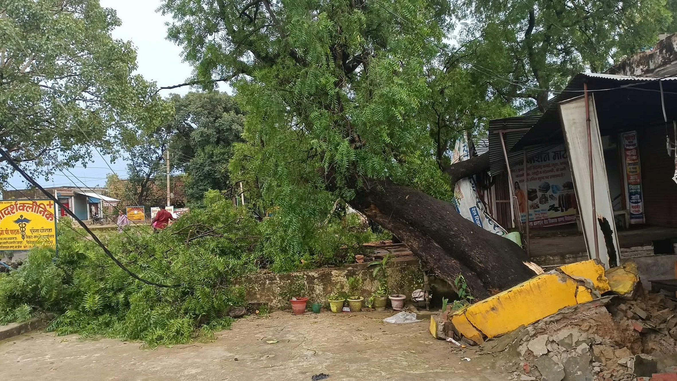 बारिश से गिरी फसल व गिरा पेड़। बारिश से गिरी फसल व गिरा पेड़।