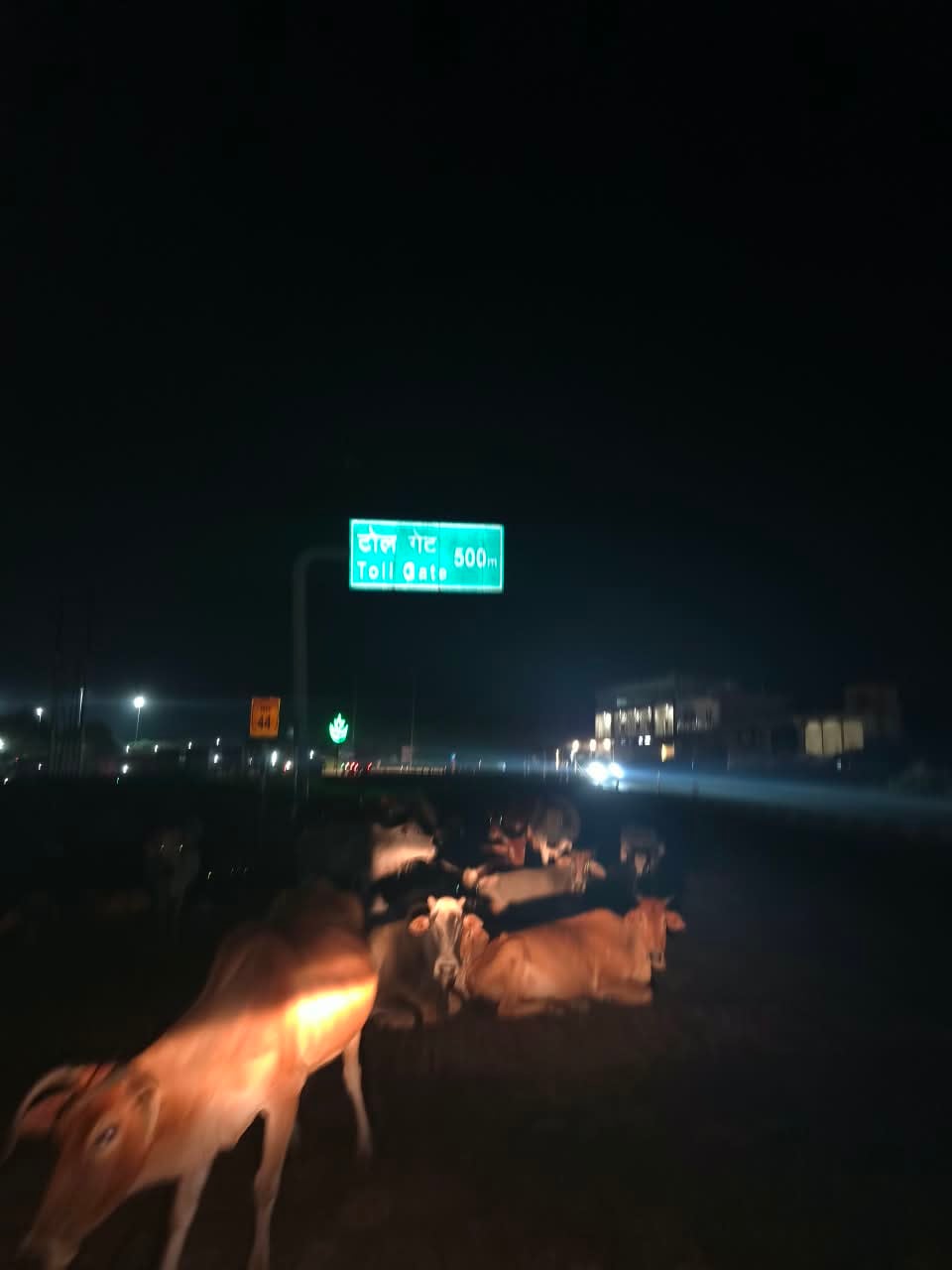 रोड पर एकत्रित गाय