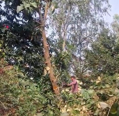शहर के बेनहर चौराहे पर तारों पर गिरे पेड़। संवाद शहर के बेनहर चौराहे पर तारों पर गिरे पेड़। संवाद
