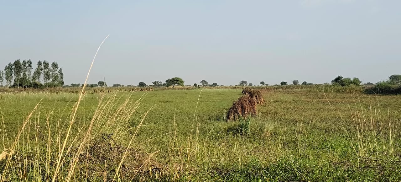 फोटो 09 एचएएमपी 15- शिवम सिंह। फोटो 09 एचएएमपी 15- शिवम सिंह।