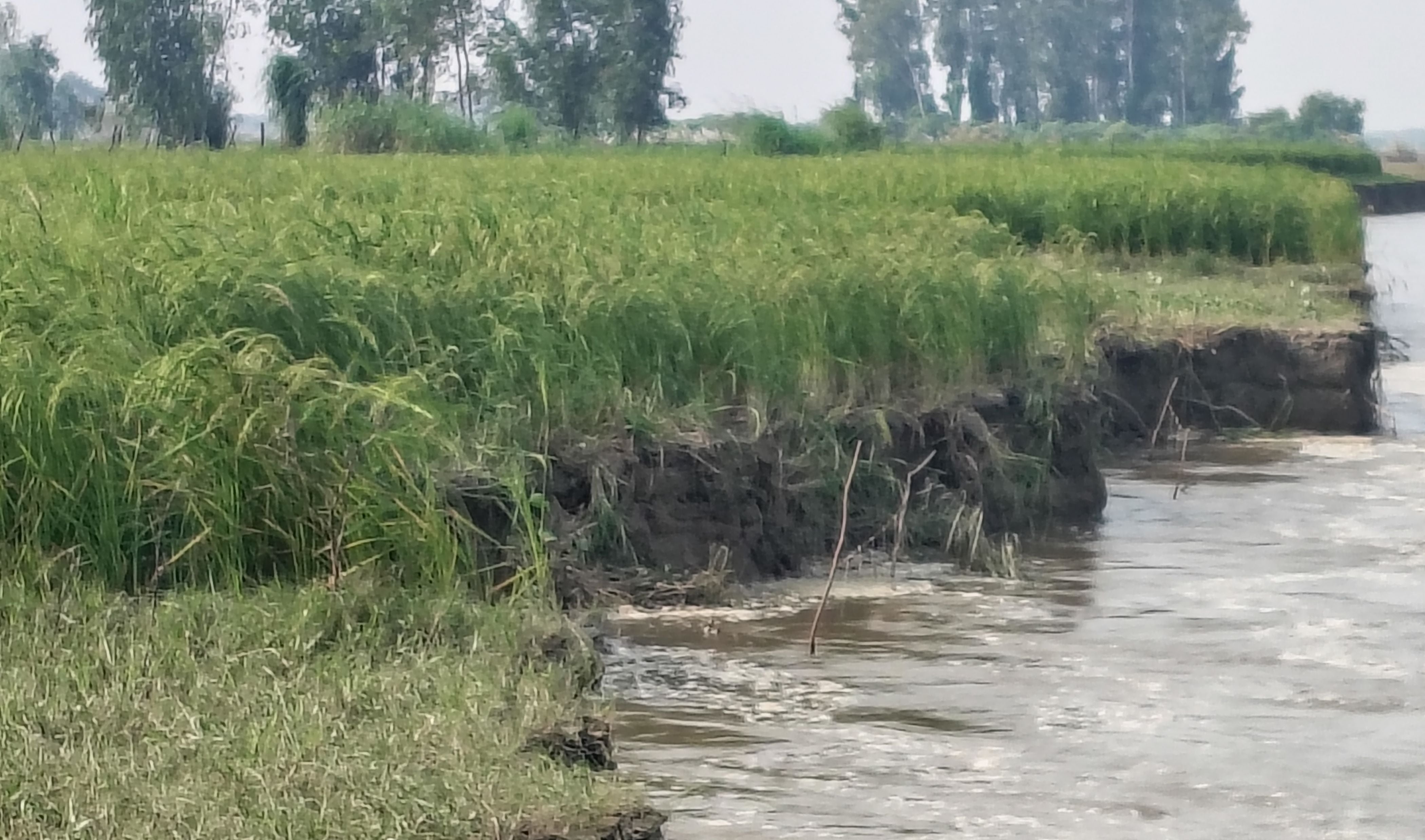 फोटो-19-गंगा के बाढ़ से हुई धान के खेत की कटान। संवाद फोटो-19-गंगा के बाढ़ से हुई धान के खेत की कटान। संवाद