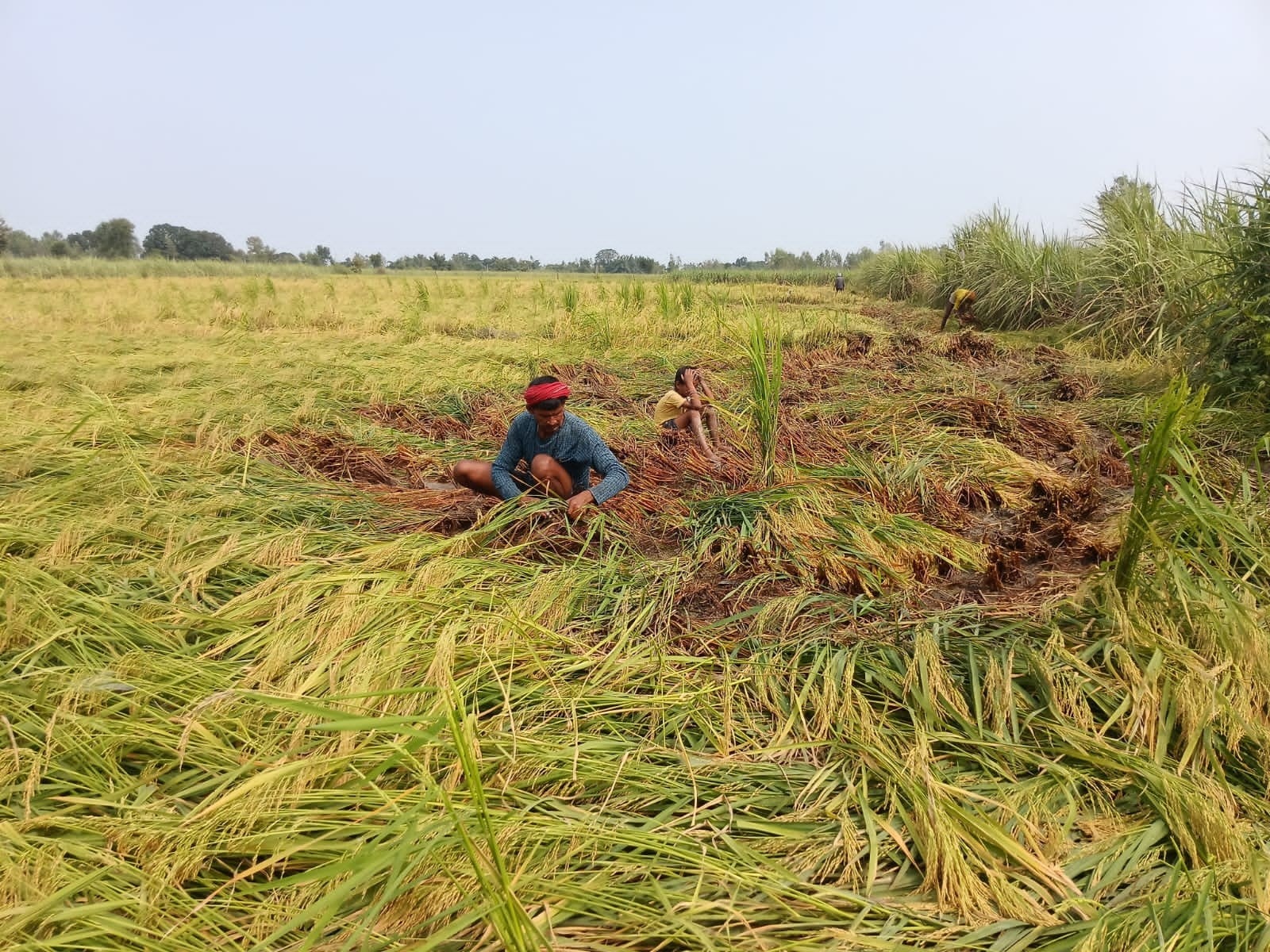 खेत में भरे पानी से फसल को बचाने के लिए फसल काटकर नाली बनाते किसान। 