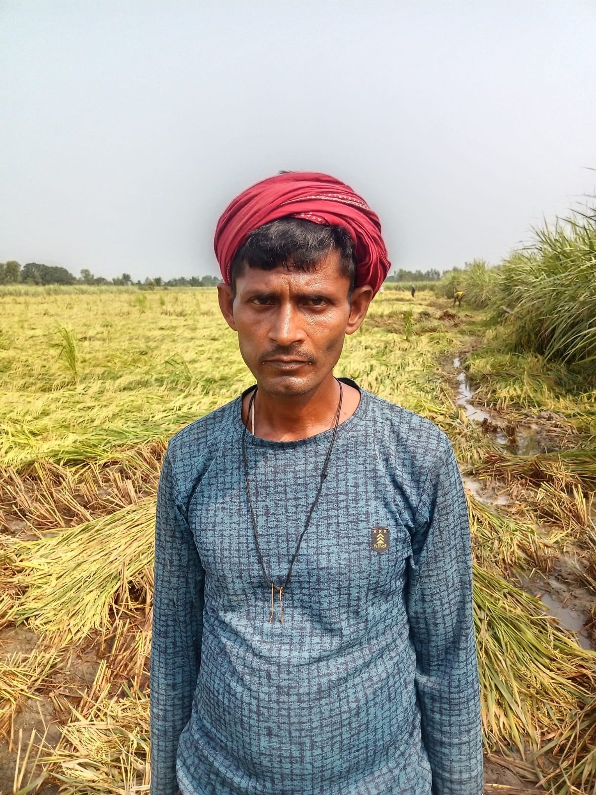 खेत में भरे पानी से फसल को बचाने के लिए फसल काटकर नाली बनाते किसान। 
