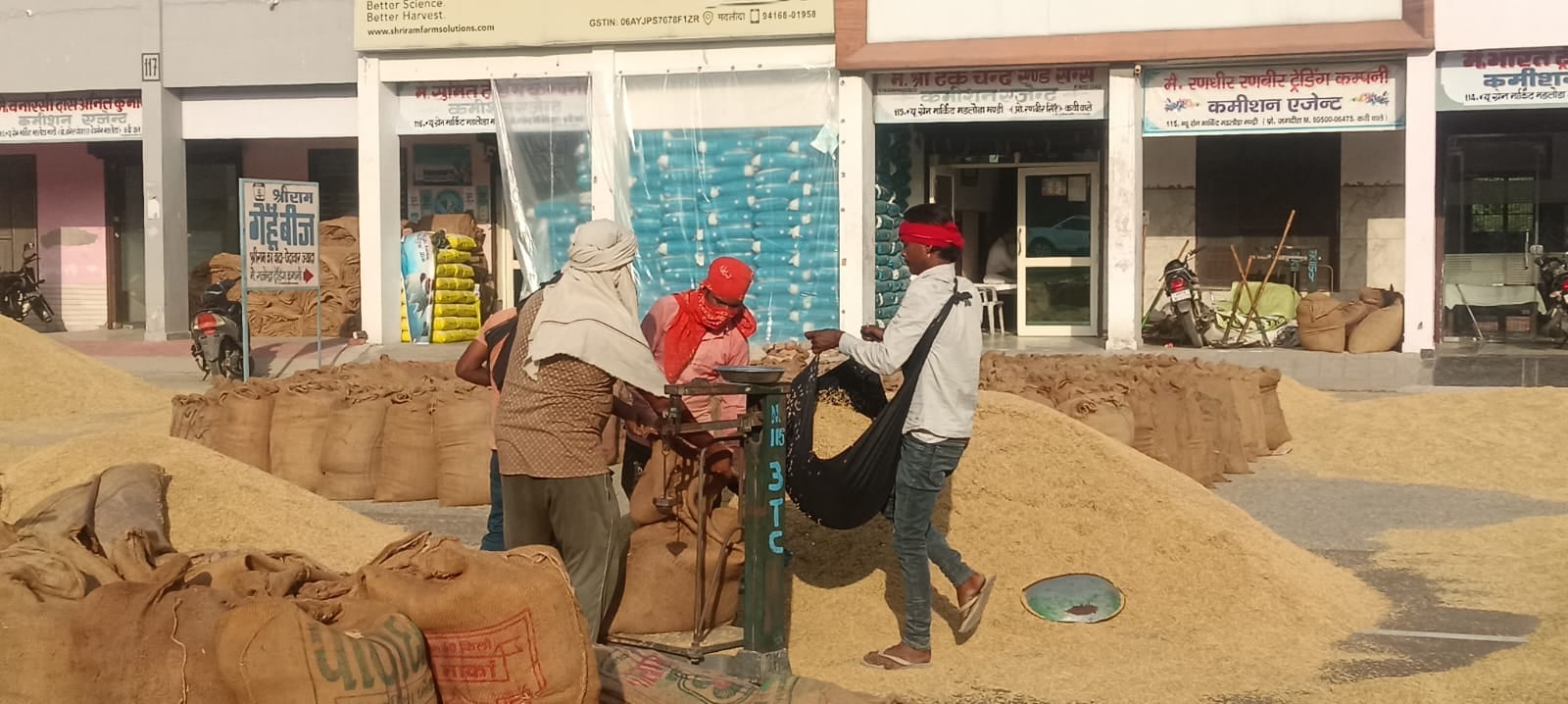 मतलौडा अनाजमंडी में 1509 धान की बोली लगाते व्यापारी। - संवाद मतलौडा अनाजमंडी में 1509 धान की बोली लगाते व्यापारी। - संवाद