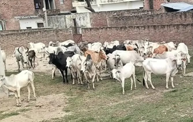 फोटो 12 - ग्राम नरदोली में गोवंशों के सम्बंध में किसानों से वार्ता करते क्षेत्रीय लेखपाल विशाल फोटो 12 - ग्राम नरदोली में गोवंशों के सम्बंध में किसानों से वार्ता करते क्षेत्रीय लेखपाल विशाल