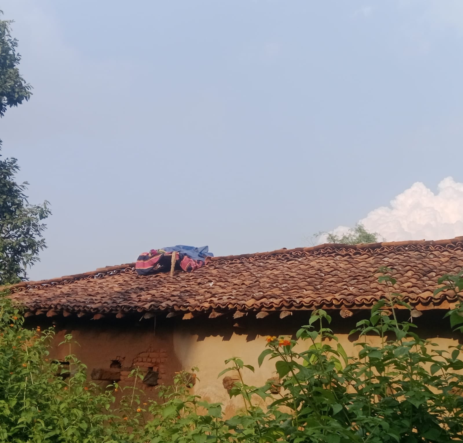 हाथियों का झुंड से दहशत,बच्चों का स्कूल हॉस्टल खाली,ग्रामीण छत पर सोने को मजबूर हाथियों का झुंड से दहशत,बच्चों का स्कूल हॉस्टल खाली,ग्रामीण छत पर सोने को मजबूर