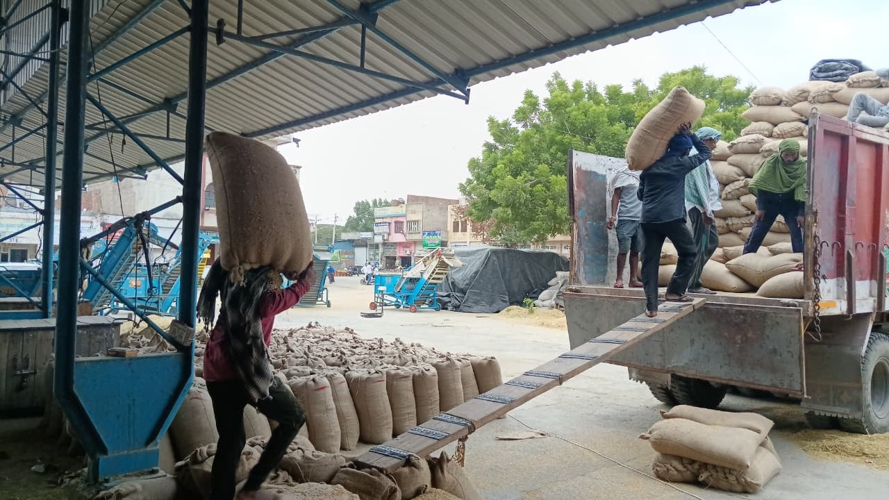 शहर की पुरानी अनाजमंडी में तिरपाल से ढकी गई धान की ढेरियां। संवाद