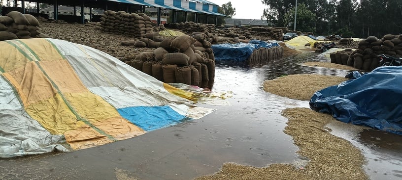 11 ढांड 01 विस्तार अनाज मंडी में पानी में डूबी हुई बोरियां तथा धान की ढेरियां। 11 ढांड 01 विस्तार अनाज मंडी में पानी में डूबी हुई बोरियां तथा धान की ढेरियां।