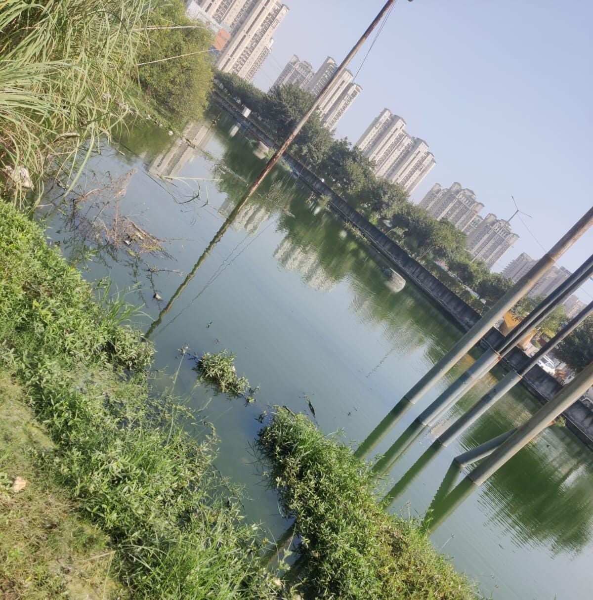 अमन अमन