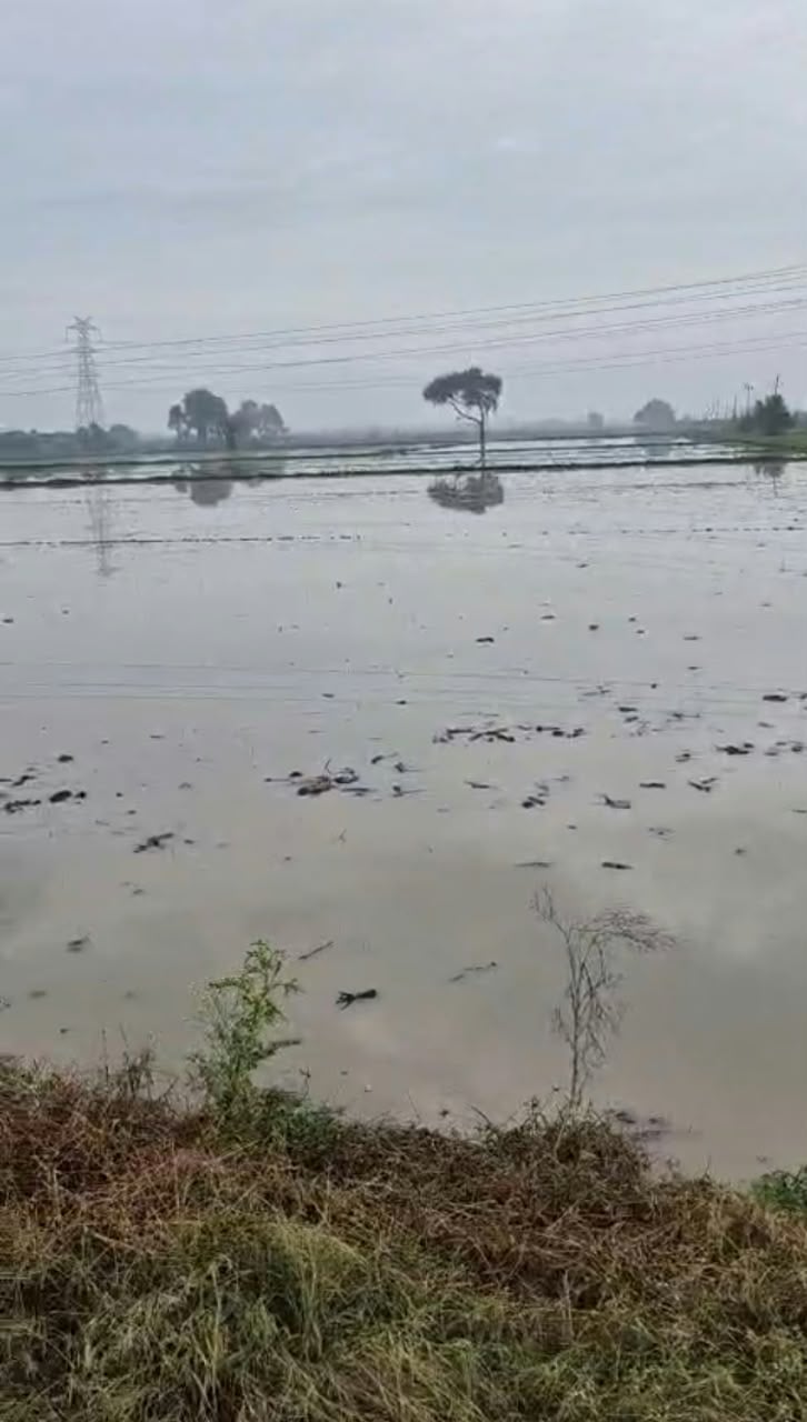 खरखौदा क्षेत्र में ओलावृष्टि भरी बरसात से जलमग्न हुई सब्जी की फसले(संवाद) खरखौदा क्षेत्र में ओलावृष्टि भरी बरसात से जलमग्न हुई सब्जी की फसले(संवाद)