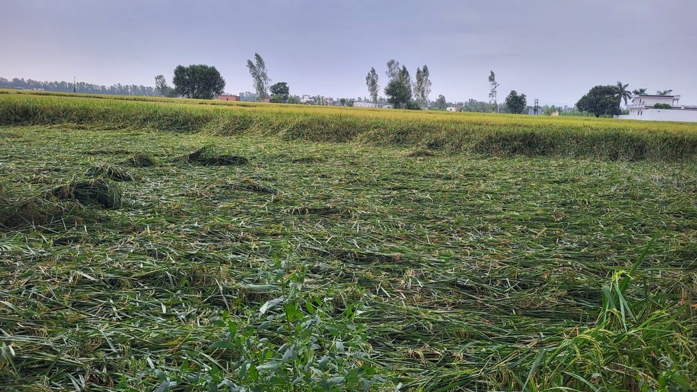 मुलाना मंडी में धन की ढेरी भीगी हुई । संवाद मुलाना मंडी में धन की ढेरी भीगी हुई । संवाद
