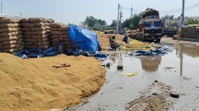 नई अनाजमंडी कैथल में बारिश के पानी में डूबे धान के कट्टे। संवाद नई अनाजमंडी कैथल में बारिश के पानी में डूबे धान के कट्टे। संवाद