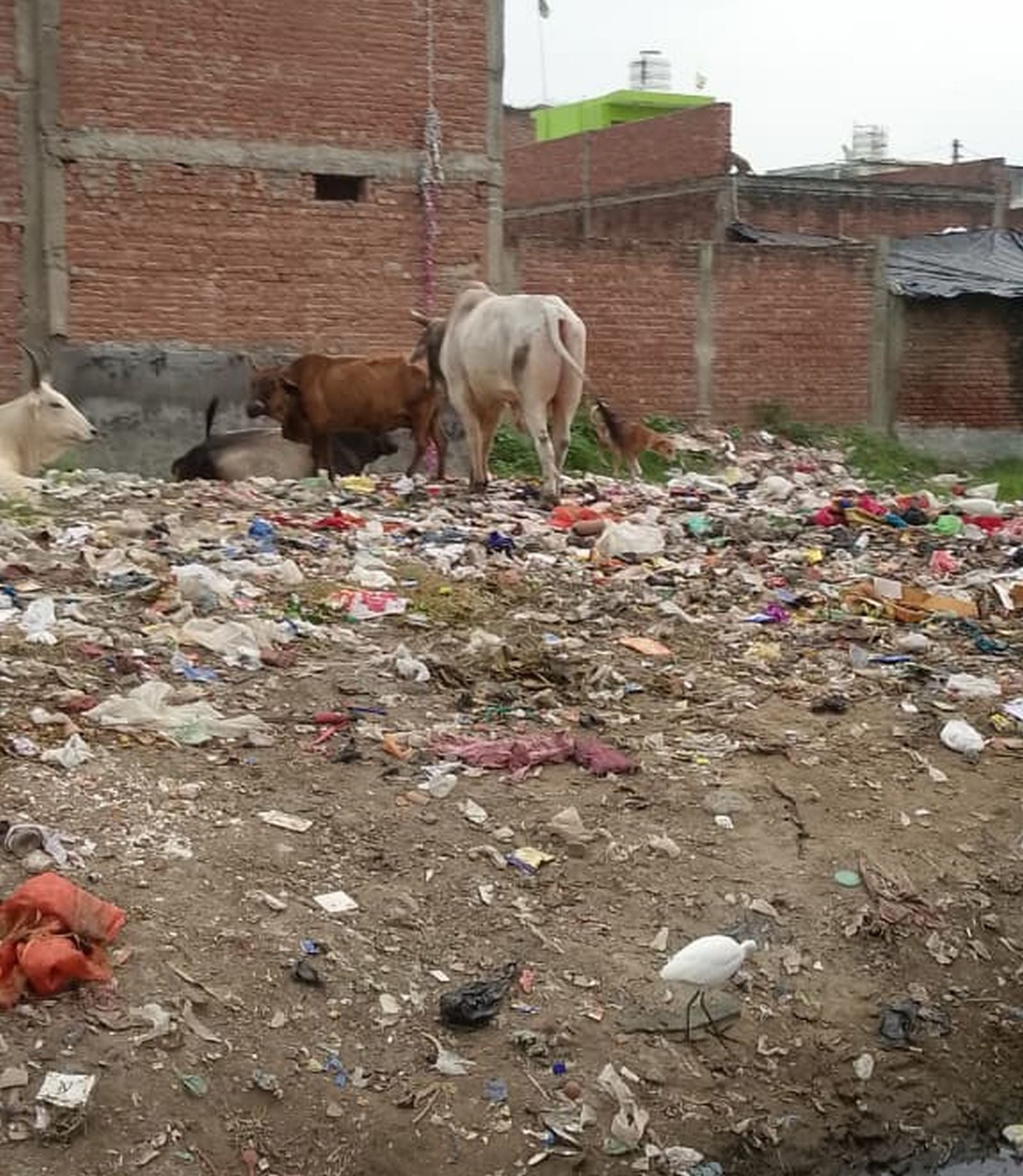 प्रेमवती का फाइल फोटो