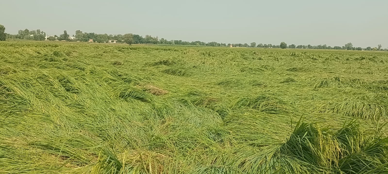 तेज हवा के कारण खेत में जमीन पर बिछी धान की फसल। संवाद तेज हवा के कारण खेत में जमीन पर बिछी धान की फसल। संवाद